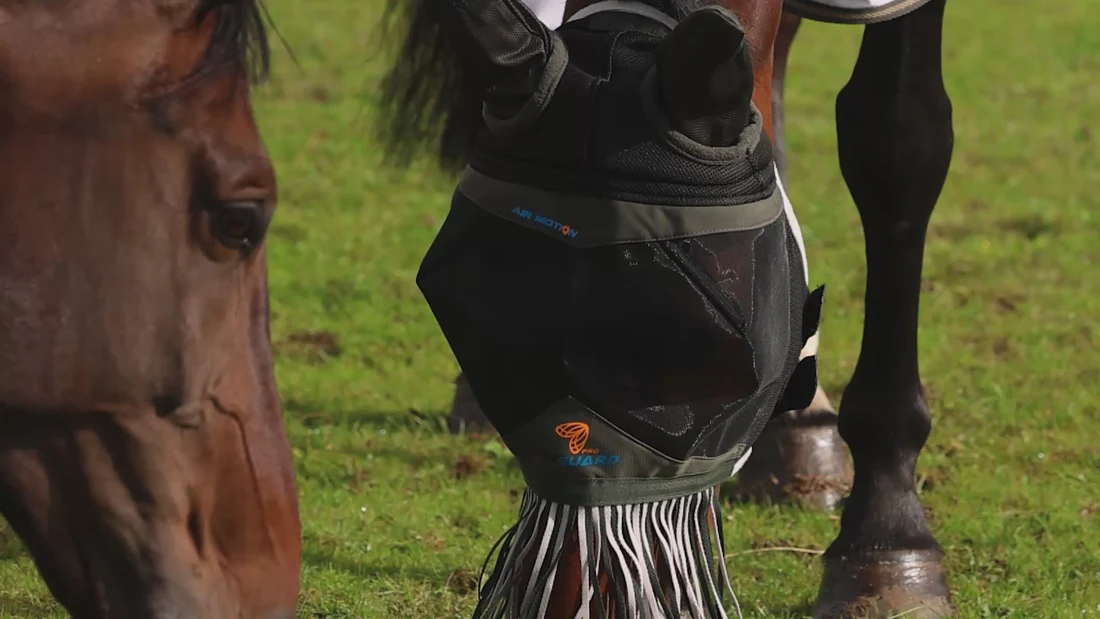 Master Every Ride with Shires