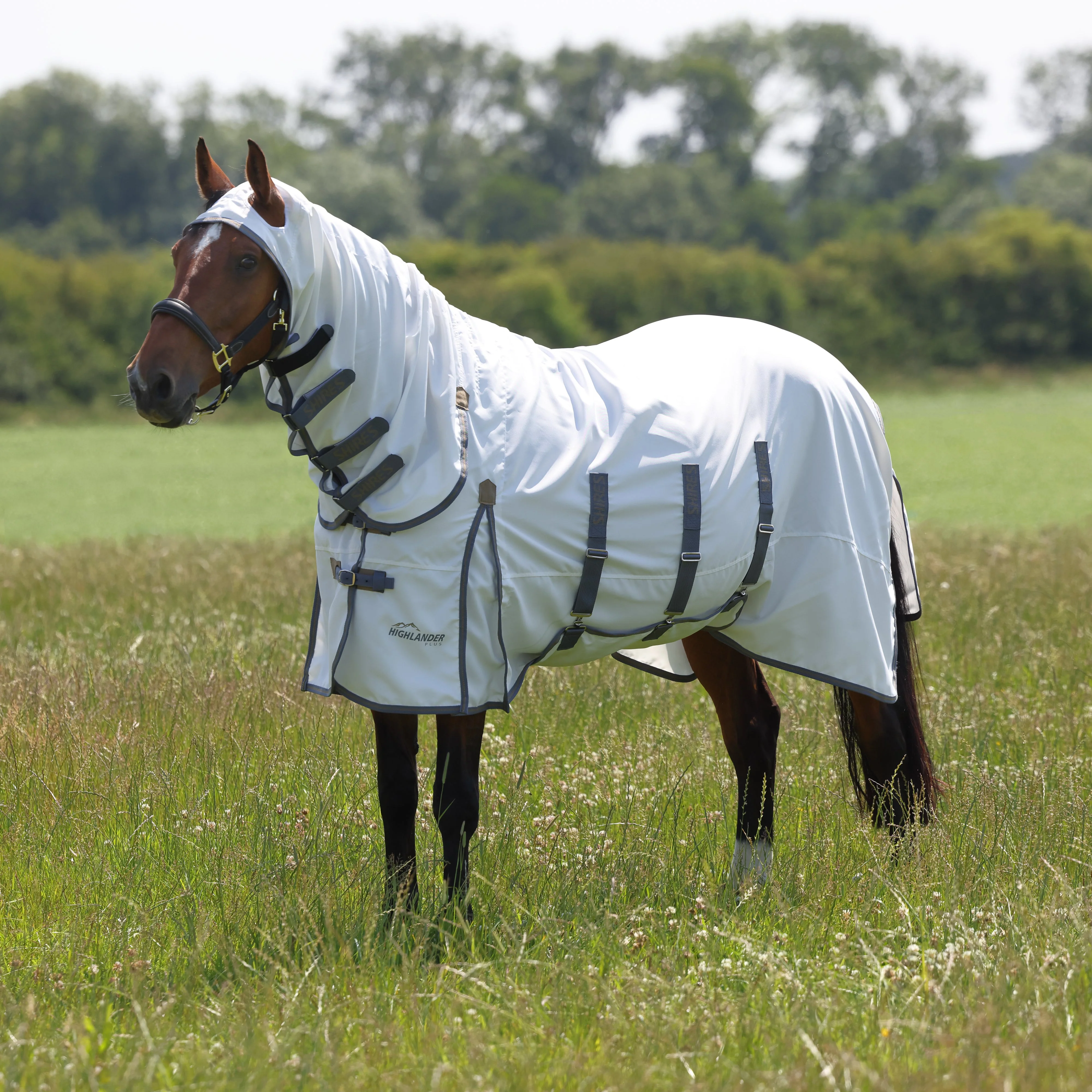 Highlander Plus Sweet-itch Combo Rug